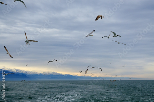 Different types of seagulls in the sky. Birds fly behind a fishing boat. Animals catch small fish. Black Sea. Spring, day, overcast. 