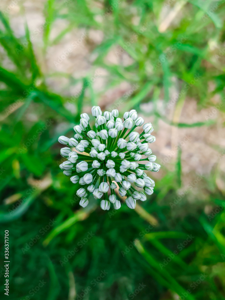 white flower in the garden