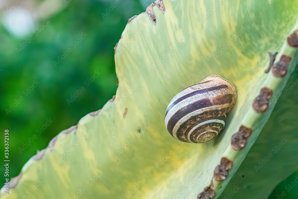 The snail Adherent on a tree Cactus The snail Adherent on a tree Cactus
