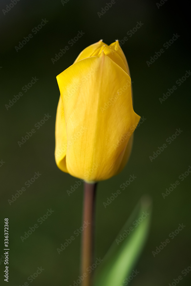 Tulipani del giardino - Primavera 2020 in Piemonte - Italia Tulipani del giardino - Primavera 2020 in Piemonte - Italia