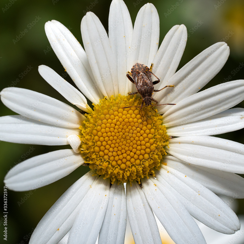Obraz premium Insetti e fiori - Margherita e cimice
