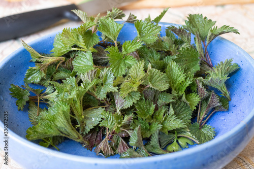 Young spring nettle tips.Freshly foraged organic healthy green nettle leaves from the garden, nettle tea, soup, for skin, for hair.Cutting nettles on a wooden board. In herbal medicine treat arthritis