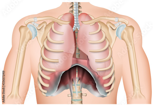 thorax lung and diaphragm anatomy, 3d medical vector illustration isolated on white background