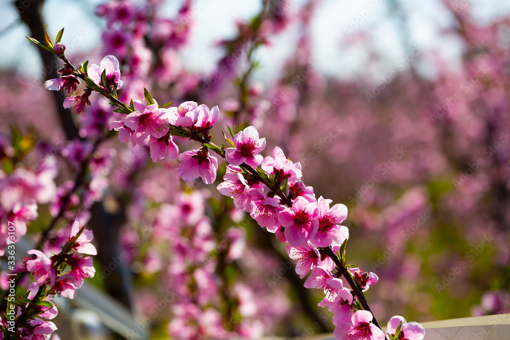 Obraz premium Flowers on peach tree