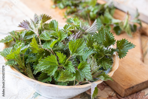 Young spring nettle tips.Freshly foraged organic healthy green nettle leaves from the garden, nettle tea, soup, for skin, for hair.Cutting nettles on a wooden board. In herbal medicine treat arthritis