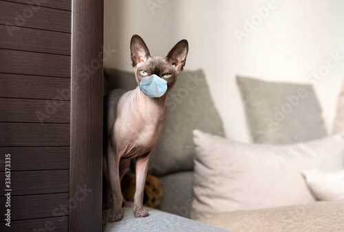cat breed canadian Sphinx stands on its paws on the edge of the sofa, looking forward, bald cat © Elena