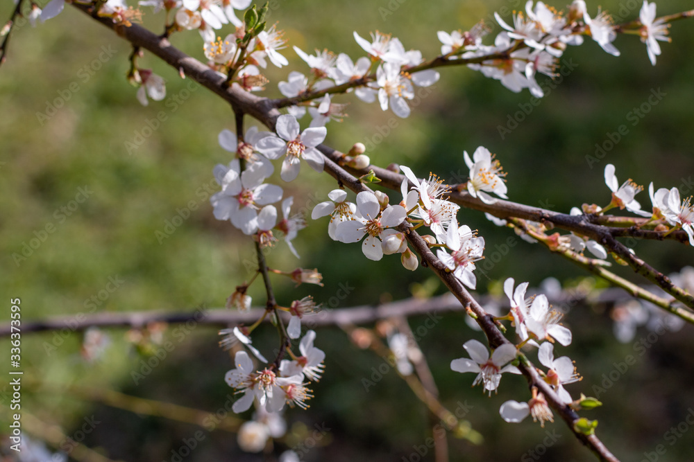 Tree buds in the spring. Plum buds. Plum blossom. Spring background Tree buds in the spring. Plum buds. Plum blossom. Spring background