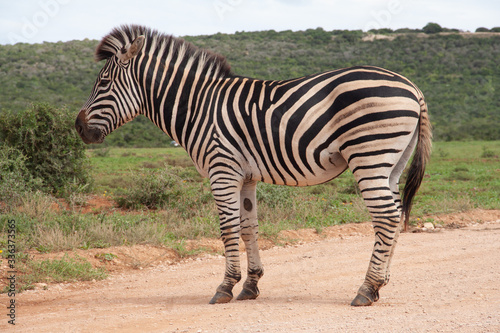 Zebra auf der Stra  e im Addo Elephant National Park