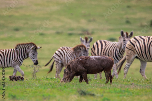 Warzenschwein und Zebras im Addo Elephant National Park