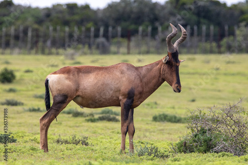 Antilope im Addo Elephant National Park in Südafrika