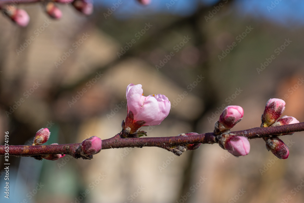 Beautiful blooming peach tree in early spring. Spring background - peach tree buds, blossomed on a sunny day
Beautiful blooming peach tree in early spring. Spring background - peach tree buds, blossomed on a sunny day