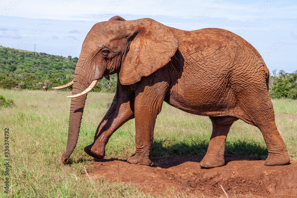 Obraz premium Elefant im Addo Elephant National Park
