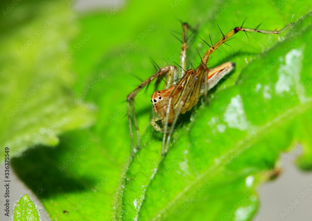 Fototapeta premium Macro Photography of Jumping Spider on Green Leaf