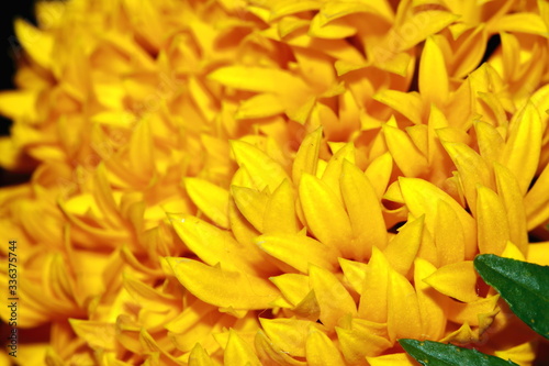 Beautiful and colorful golden yellow marigold flower © changephoto
