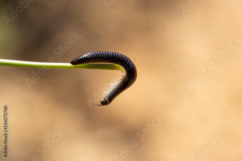 black portuguese millipede close up photo