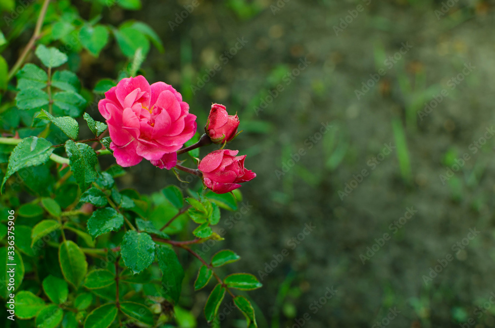 Blooming wild rose buds on a green background. Blooming wild rose buds on a green background.