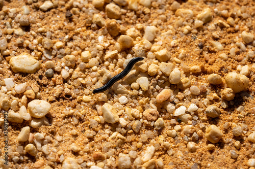 black portuguese millipede close up