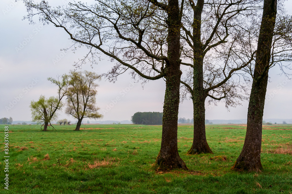 Podlaskie wierzby. Wiosna na Podlasiu. Dolina Narwi. Polska