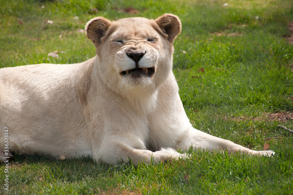 Obraz premium Mogo Australia, white lioness resting on grass making funny face