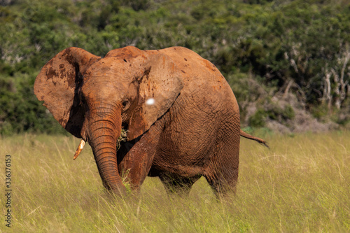 Elefant im Addo Elephant National Park in S  dafrika