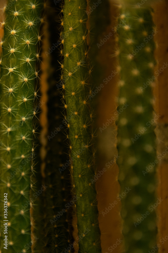 Cactus