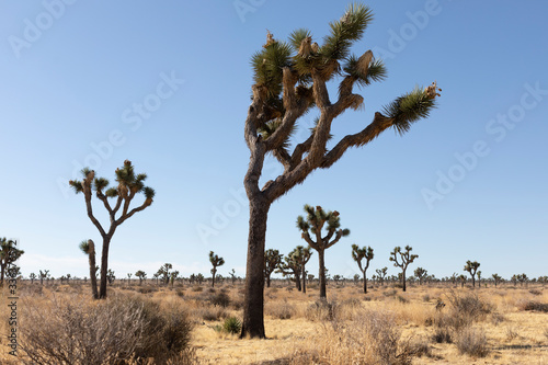 joshua tree california