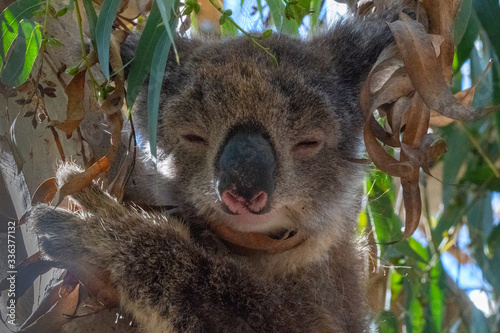 Fototapeta Naklejka Na Ścianę i Meble -  Close up of Koala sleeping in tree focusing on head eyes and ears into sunlight backlight