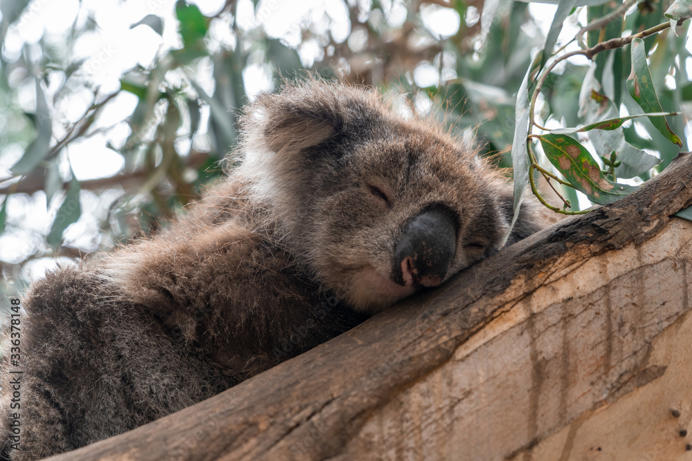 Obraz premium Close up of Koala sleeping in tree focusing on head eyes and ears into sunlight backlight