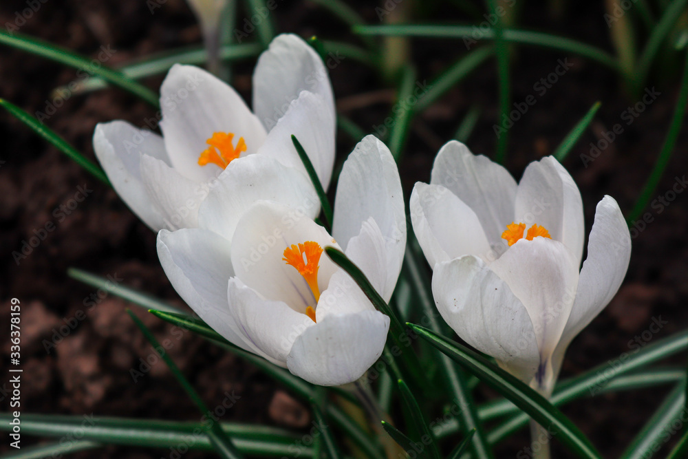 Beautiful white crocuses bloom in the garden in spring Beautiful white crocuses bloom in the garden in spring