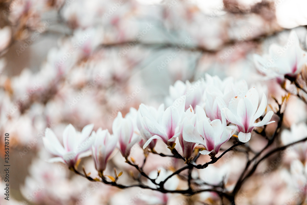 Pink Magnolia Blossoms and buds Pink Magnolia Blossoms and buds
