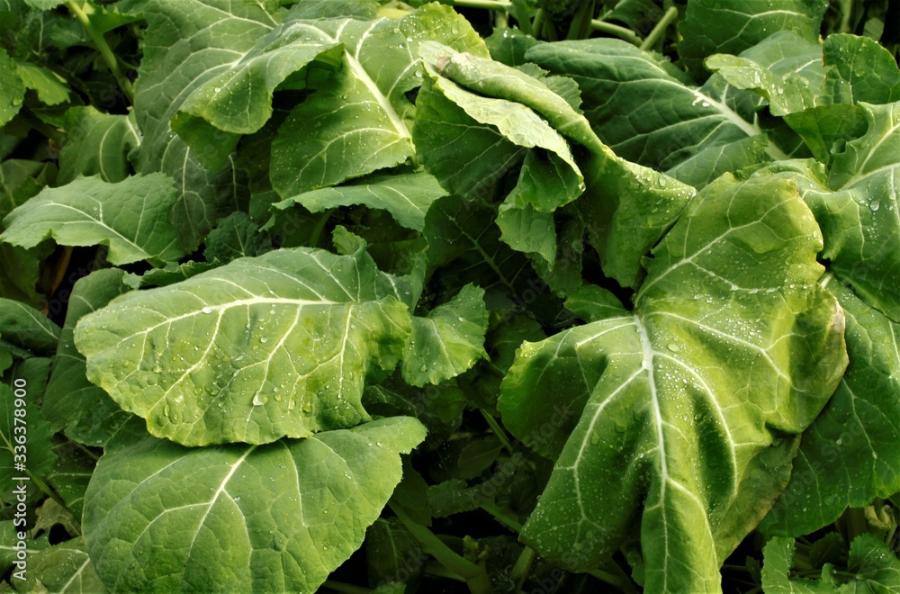 越冬野菜の五月菜
越冬野菜の五月菜
