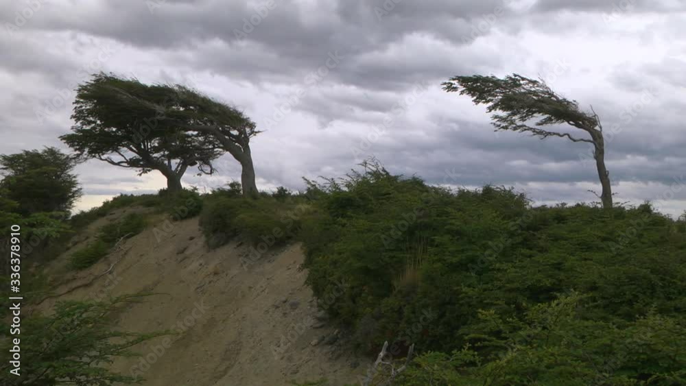 Leaning Trees Due To Fierce Wind In Tierra del Fuego, Argentina, Patagonia. Locked Off