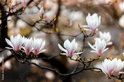 Magnolia Blossoms and buds