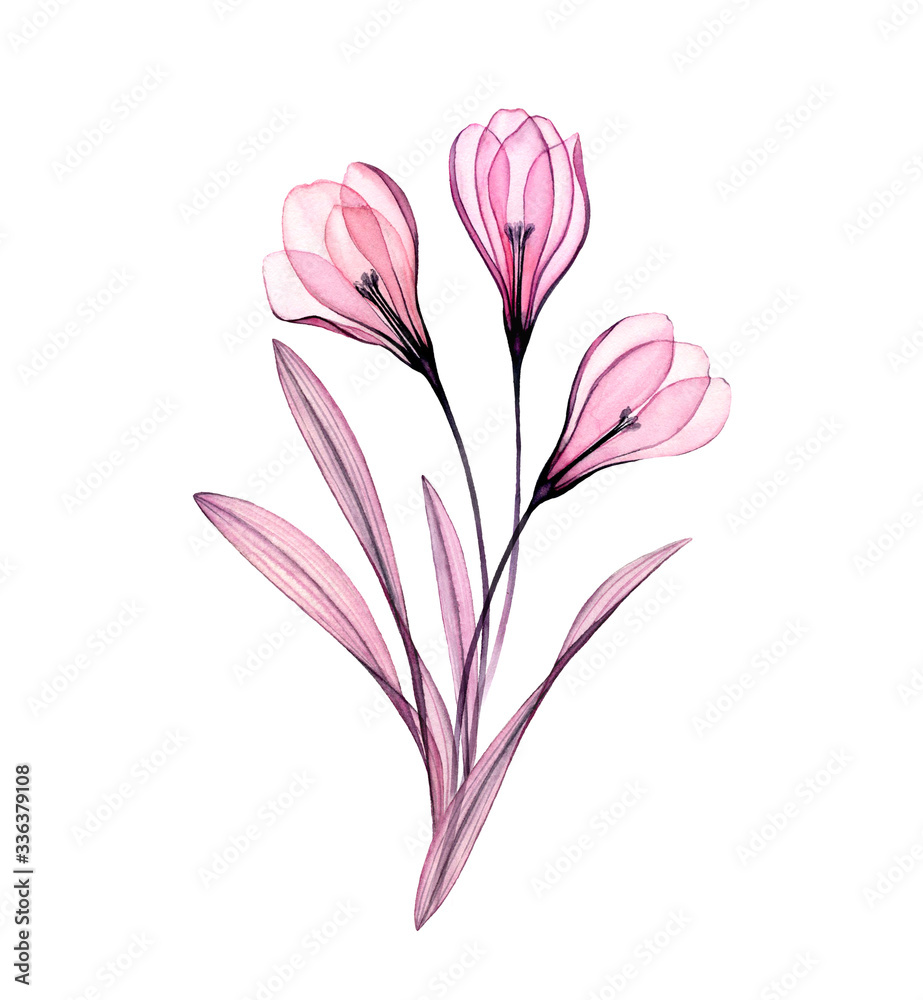 Watercolor Crocus bouquet. Hand painted artwork with transparent Spring flowers isolated on white. Botanical illustration for cards, wedding design