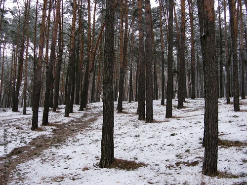 Winterscape