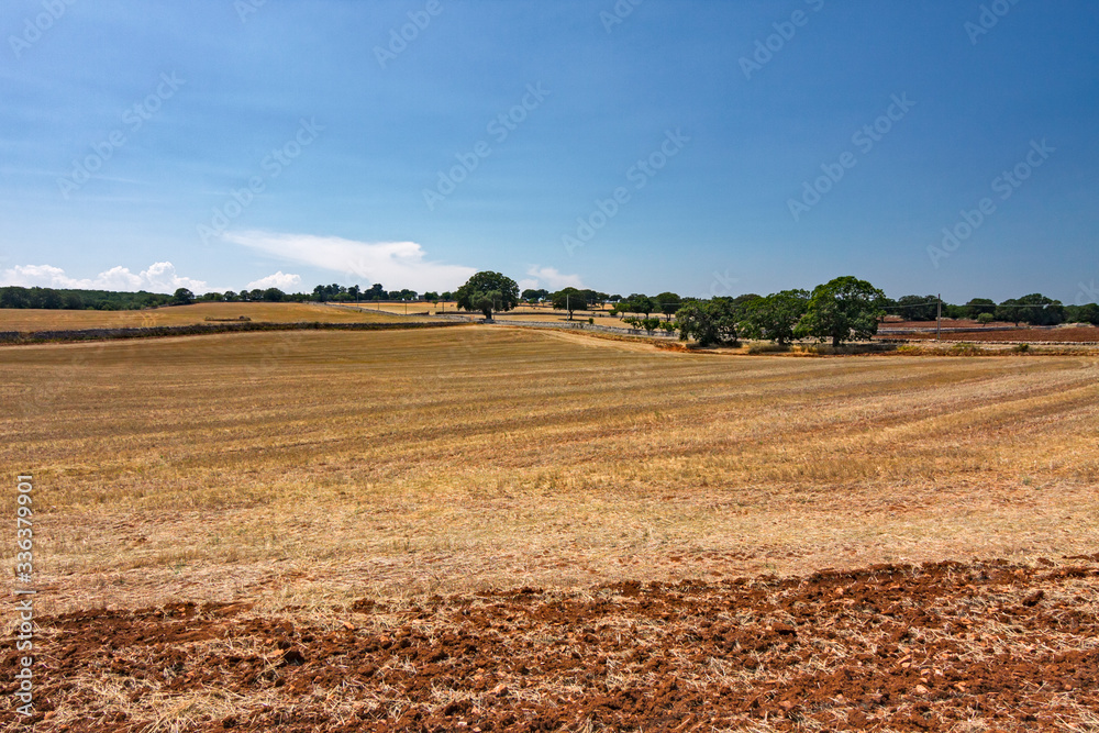 Panoramic view of the Apulian countryside, with centuries-old olive trees, in Italy. Panoramic view of the Apulian countryside, with centuries-old olive trees, in Italy.