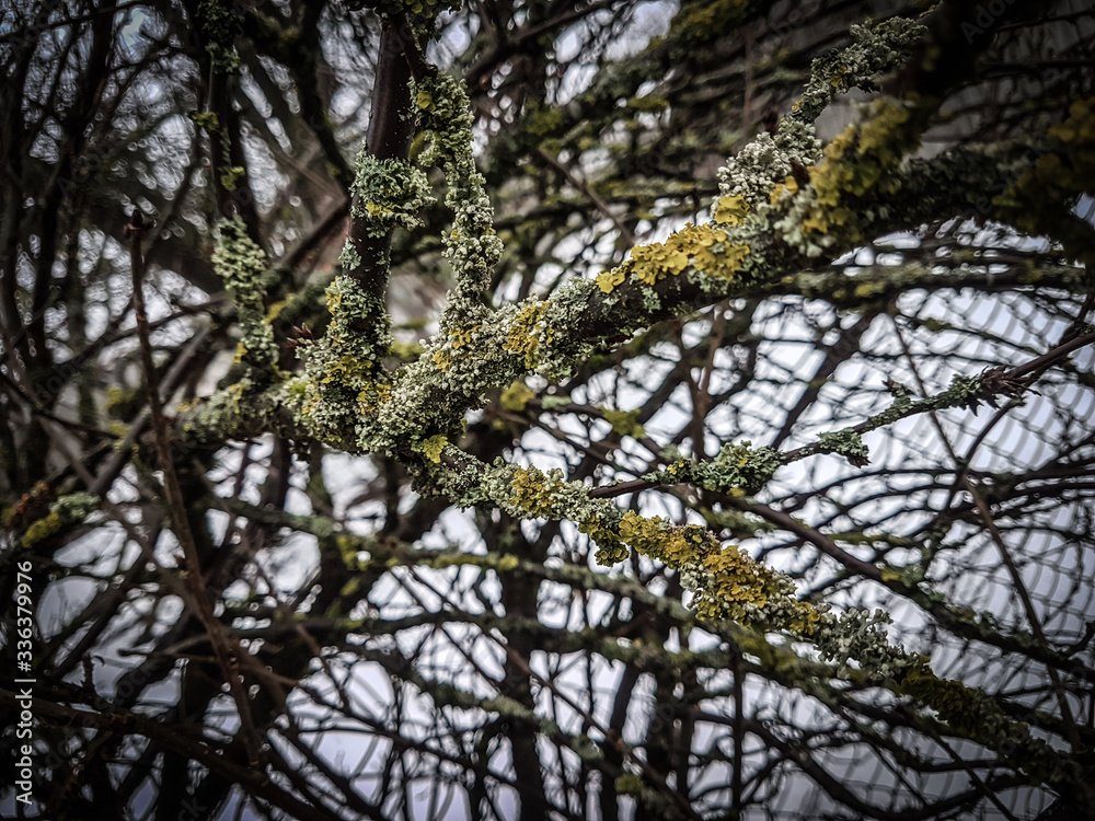 close up. tree branches covered with lichen close up. tree branches covered with lichen