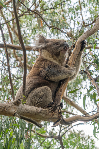 Close up of Koala moving in trees along the great ocean road Victoria Australia