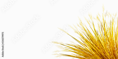 3d image of a barked field plant in gold color isolated on a white background  banner  icon  style  signboard  web  link  place for text  wallpaper