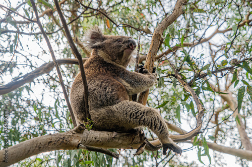 Close up of Koala moving in trees along the great ocean road Victoria Australia