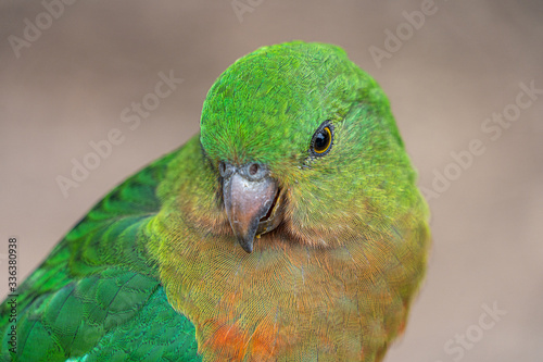 Close up macro shot of female king parrot head shot showing eye reflections and green yellow and red plumage and feathers