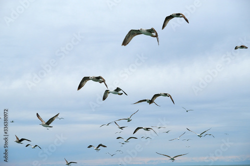 Different types of seagulls in the sky. Birds fly behind a fishing boat. Animals catch small fish. Black Sea. Spring, day, overcast.
