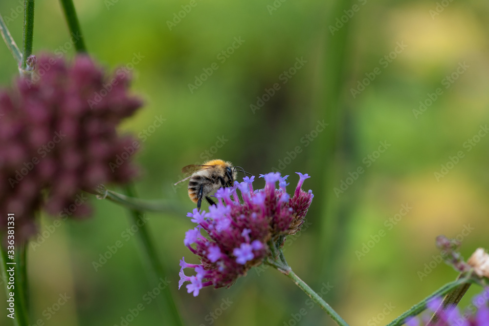 Blume mit Biene Blume mit Biene