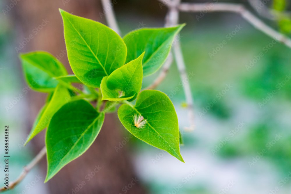 Green leaves blossomed on a branch Green leaves blossomed on a branch