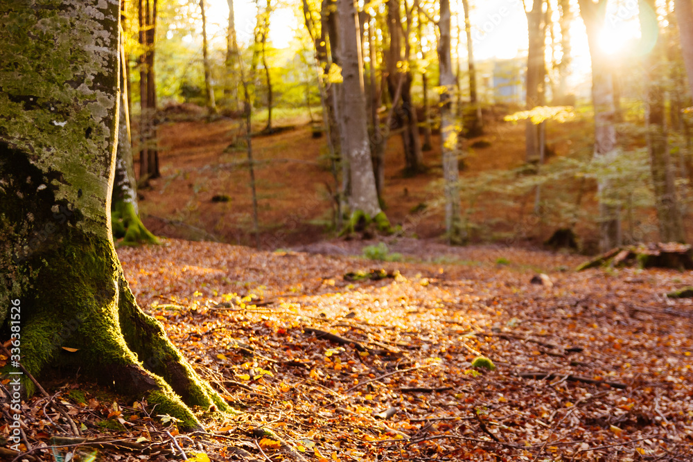 Fototapeta premium Autumn forest