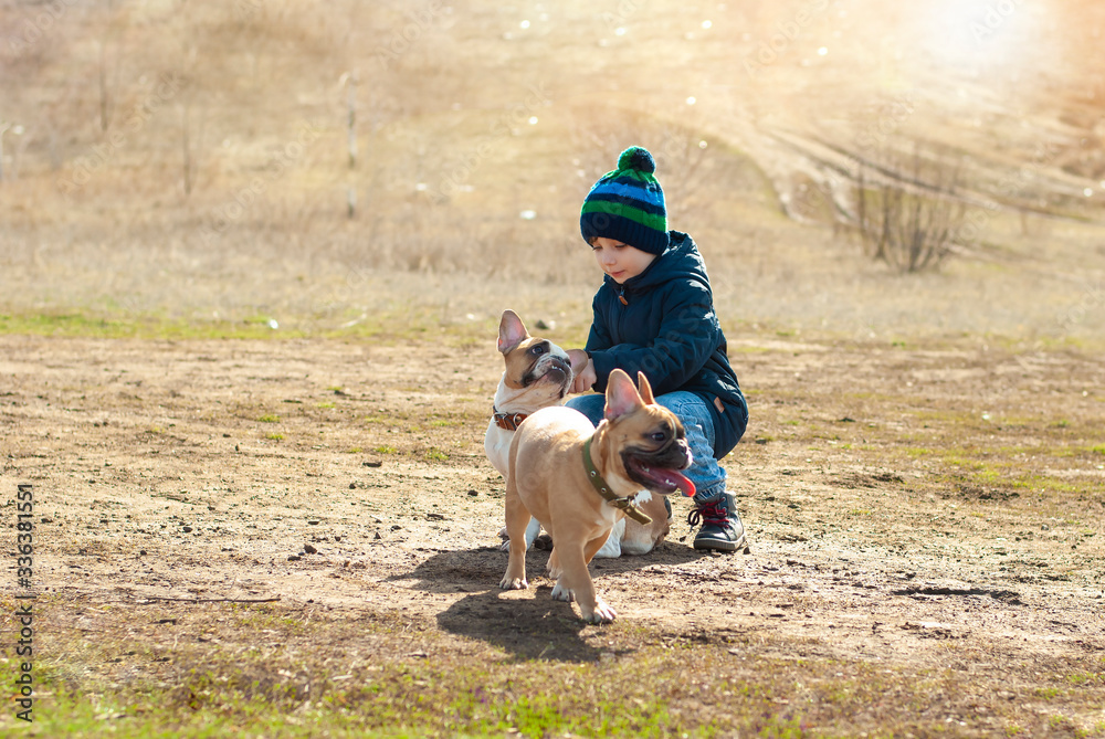 Lifestyle portrait of kid walking and playing with two frech bulldog puppies on the sunny spring day in the nature park