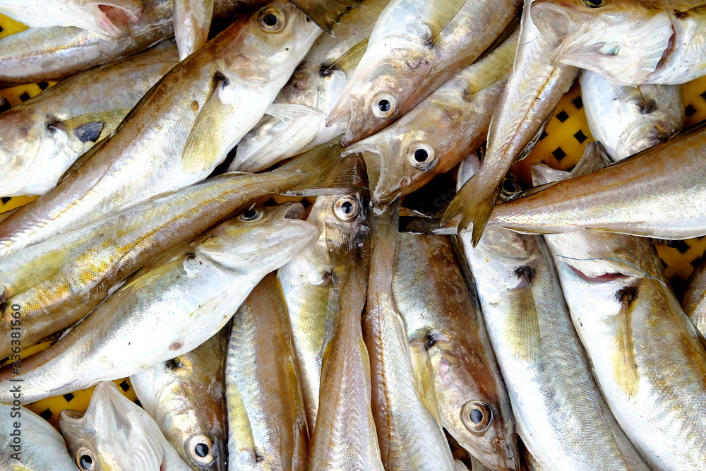Fototapeta premium Fish on the deck of a fishing boat. Small, commercial fish, pulled by a trawl from the sea. Different types, requires sorting. Spring, day, overcast. Black Sea, Georgia.