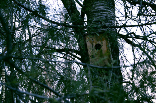 birdhouse in the forest
