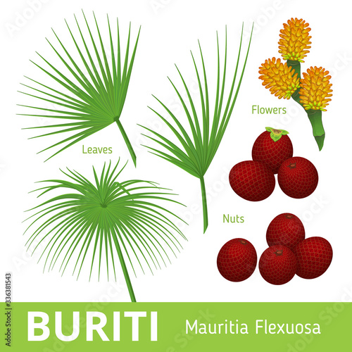 Buriti or Mauritia flexuosa or Mauriti palm fruit. Flowers, nuts, leaves. Set of design vector elements photo