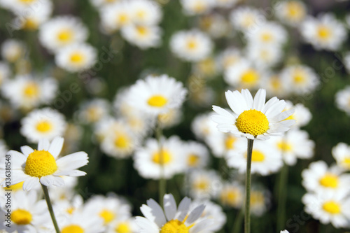 Wonderful fabulous daisies on a meadow in summer. White daisies.